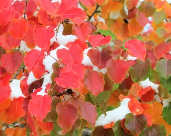 Nature Photo Note Card, Blank, Autumn Leaves, Snow, Trees, Travel Photo, Birthday, Nature, Anniversary, Fall