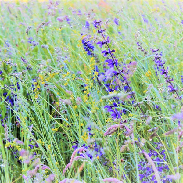 Italy Photo Note Card, Blank, Country, Village, Floral, Wildflowers, Romantic Travel Photo, Birthday, Anniversary, Garden, Meadow