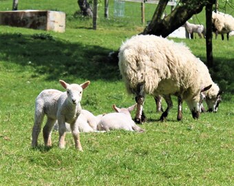 Animal Photo Note Card, Blank, Lamb, Sheep, England, Village, Travel Photo, Birthday, Nature, Country, Baby Shower, Farm, Cotswolds, Britain