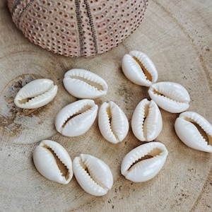 Könnte beinhalten: Eine Sammlung weißer Kaurischnecken auf einer Holzoberfläche. Die Muscheln sind glatt und haben einen natürlichen Glanz.
