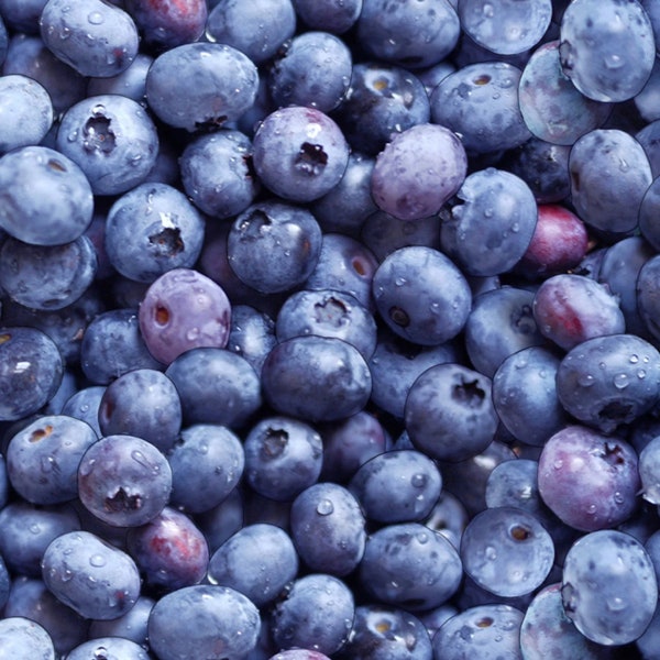 Food Fabric Blueberries in Blue Premium Quality 100% Cotton Fabric From Elizabeth's Studios