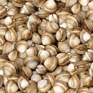 Food Festival Fabric Clams in Multi 100% Cotton Fabric From Elizabeth Studios