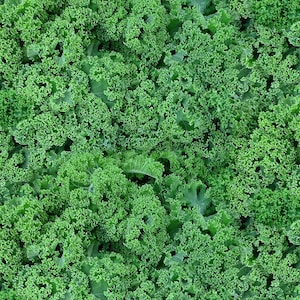 Food Festival Fabric Kale in Green 100% Cotton Fabric From Elizabeth Studios