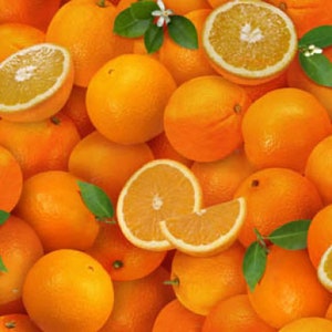 Food Festival Fabric Oranges in Orange 100% Cotton Fabric From Elizabeth Studios
