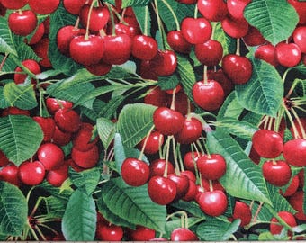 May include: Fabric with a pattern of bright red cherries and green leaves on a black background. The cherries are clustered together, with some stems visible. A ruler is at the bottom of the image.