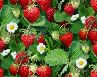 Berry Good Food Fabric Strawberry Plants in Green 100% Cotton Fabric from Elizabeth Studios