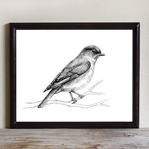 Bird Instant Download Printable Art, Bird Wall Art, Bluebird, Nature Wall Art, 8x10, 5x7, 4x6, Nature Drawing