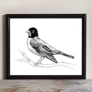 Bird Art Print, Instant Download Printable Art, Robin, Black and White, Bird Drawing, Nature Wall Art, 8x10, 5x7, 4x6