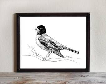 Bird Art Print, Instant Download Printable Art, Robin, Black and White, Bird Drawing, Nature Wall Art, 8x10, 5x7, 4x6