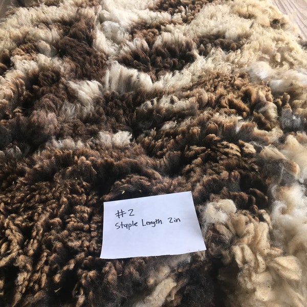 Whole Raw Skirted Jacob Sheep Fleece- #2