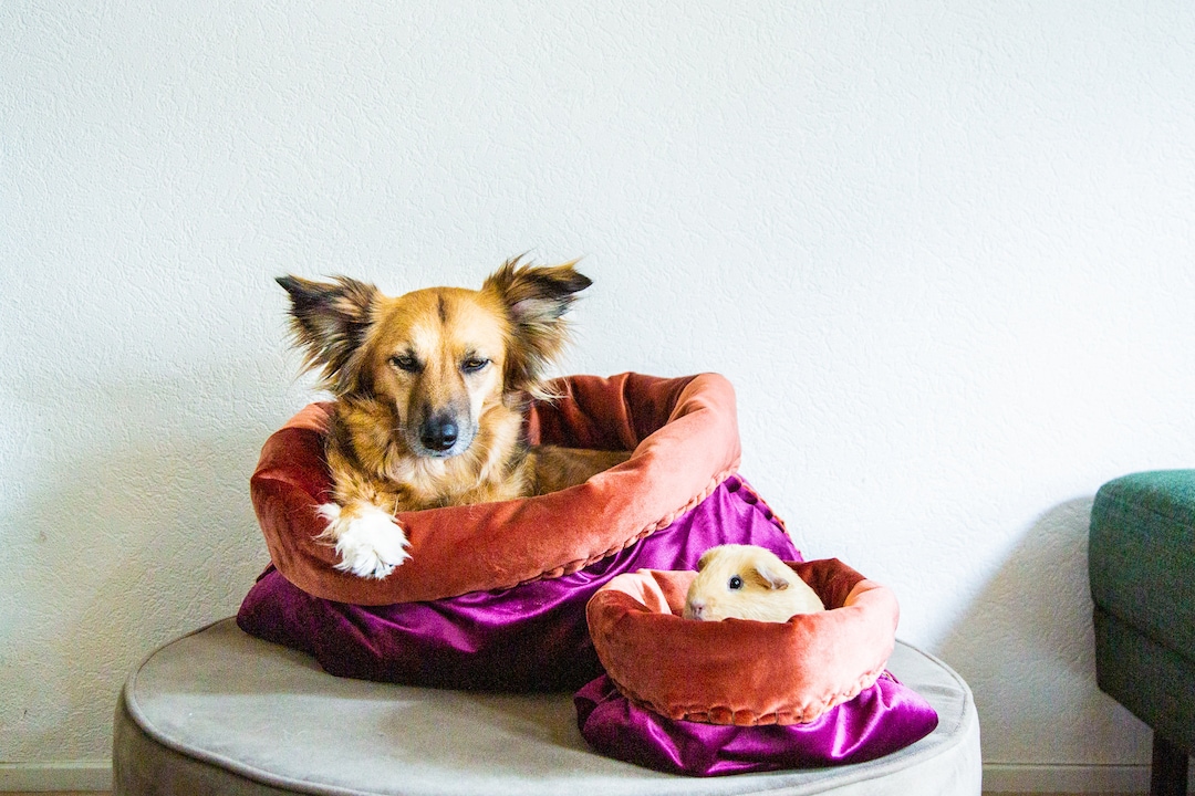 THE DIY DOGBED | Velvet Petbed | Travel Bed | Cuddle Cave | Snuggle ...