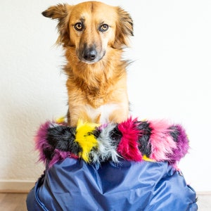 Puede incluir: Un perro marr&oacute;n y tostado sentado en una cama para perros azul y negra con un ribete de piel sint&eacute;tica de colores. El perro est&aacute; mirando directamente a la c&aacute;mara.
