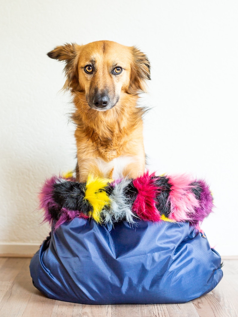 Puede incluir: Un perro marr&oacute;n y tostado sentado en una cama para perros azul y negra con un ribete de piel sint&eacute;tica de colores. El perro est&aacute; mirando directamente a la c&aacute;mara.