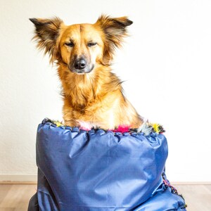 Puede incluir: Un perro marr&oacute;n y tostado con orejas ca&iacute;das se sienta dentro de una cama para perros azul y negra. El perro mira a la c&aacute;mara con los ojos cerrados.