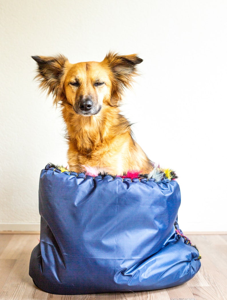 Puede incluir: Un perro marr&oacute;n y tostado con orejas ca&iacute;das se sienta dentro de una cama para perros azul y negra. El perro mira a la c&aacute;mara con los ojos cerrados.