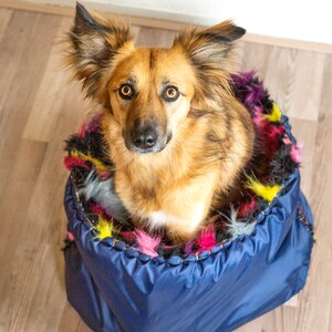 Puede incluir: Un perro marr&oacute;n y tostado con orejas largas se sienta en una cama para perros azul y multicolor. El perro est&aacute; mirando directamente a la c&aacute;mara.