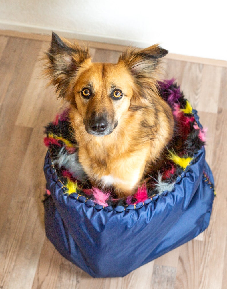 Puede incluir: Un perro marr&oacute;n y tostado con orejas largas se sienta en una cama para perros azul y multicolor. El perro est&aacute; mirando directamente a la c&aacute;mara.