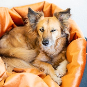 Puede incluir: Un perro marr&oacute;n y blanco con orejas ca&iacute;das est&aacute; acostado en una cama de perro de felpa naranja. El perro est&aacute; mirando a la c&aacute;mara y tiene un ojo cerrado.