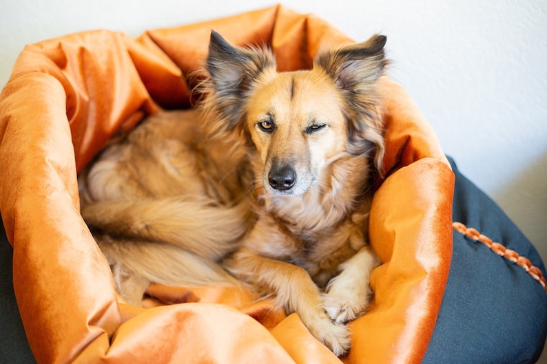 Puede incluir: Un perro marr&oacute;n y blanco con orejas ca&iacute;das est&aacute; acostado en una cama de perro de felpa naranja. El perro est&aacute; mirando a la c&aacute;mara y tiene un ojo cerrado.