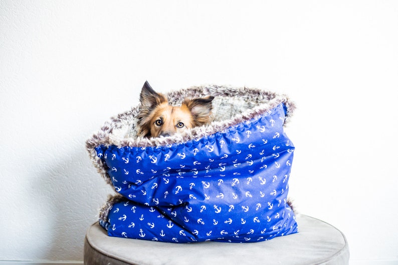 Puede incluir: Un perro marr&oacute;n y blanco asom&aacute;ndose de una cama para perros azul y blanca con un patr&oacute;n de anclas. La cama est&aacute; llena de un material blanco esponjoso.