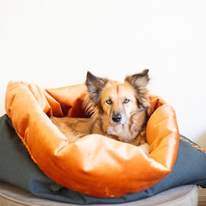 Puede incluir: Un perro marr&oacute;n y blanco con orejas ca&iacute;das est&aacute; acostado en una cama para perros gris oscuro y naranja. La cama para perros es redonda y tiene un forro naranja de felpa.