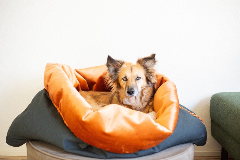 Puede incluir: Un perro marr&oacute;n y blanco con orejas ca&iacute;das est&aacute; acostado en una cama para perros gris oscuro y naranja. La cama para perros es redonda y tiene un forro naranja de felpa.