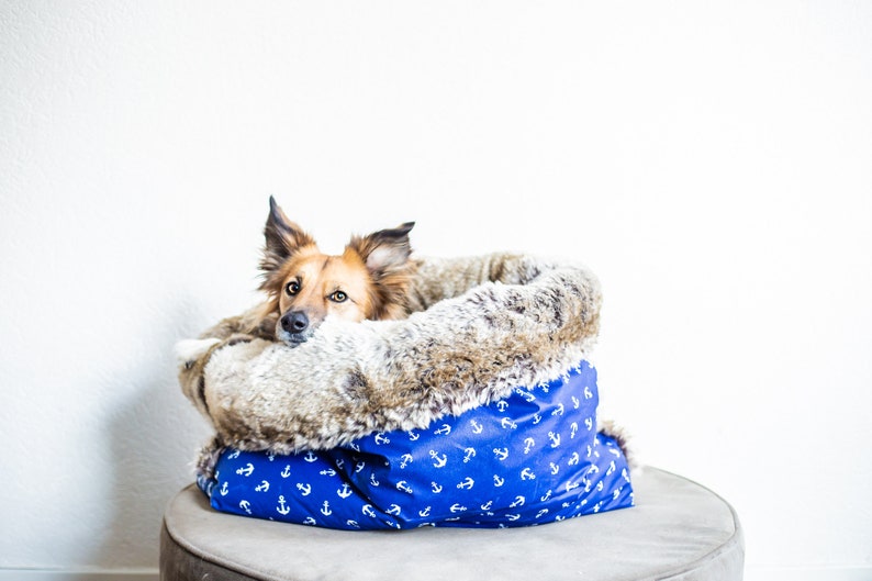 Puede incluir: Un perro marr&oacute;n y blanco con orejas ca&iacute;das est&aacute; acurrucado en una cama para perros azul y blanca con un patr&oacute;n de ancla. La cama est&aacute; llena de un forro de piel sint&eacute;tica marr&oacute;n y blanca.