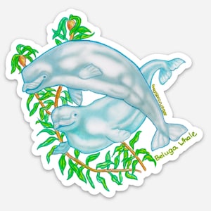 Beluga Whale decal/Sticker