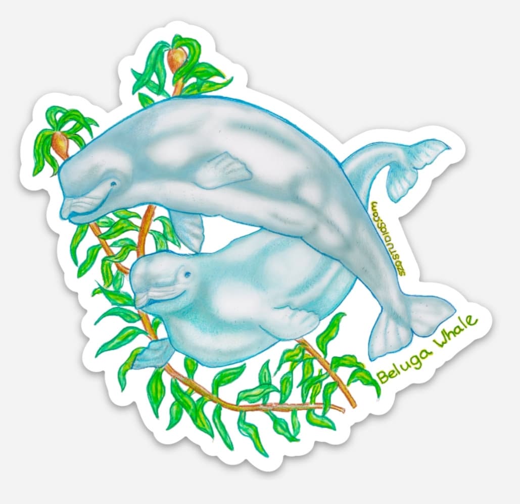 Beluga Whale Decal/sticker - Etsy