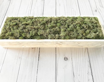 Preserved Moss Arrangement, Natural Moss Centerpiece, Low Profile Table Decor, Housewarming Gift, Gift for the Home, Entryway Decor