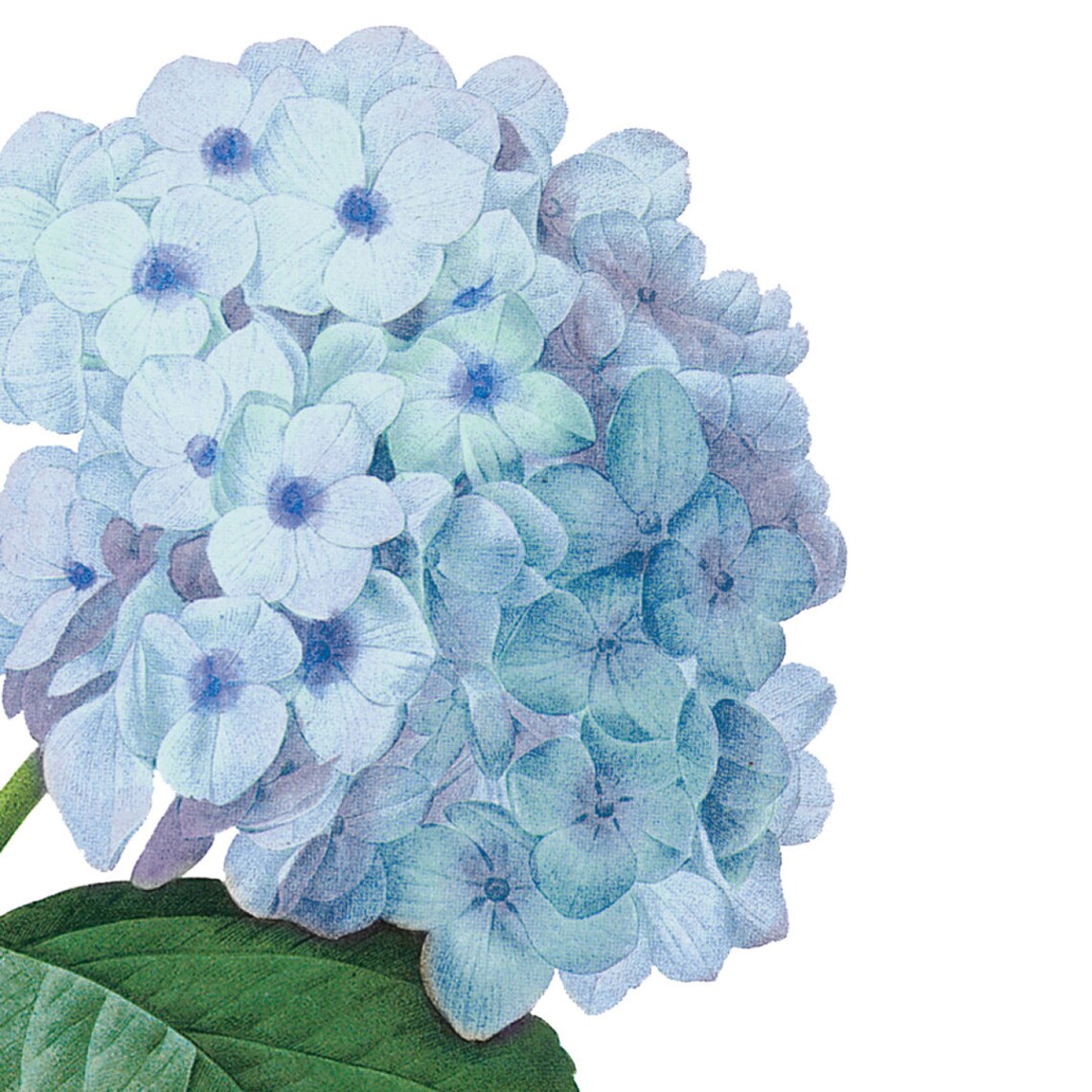 Personalized Flat Note Cards - BLUE HYDRANGEA - Floral Stationery ...