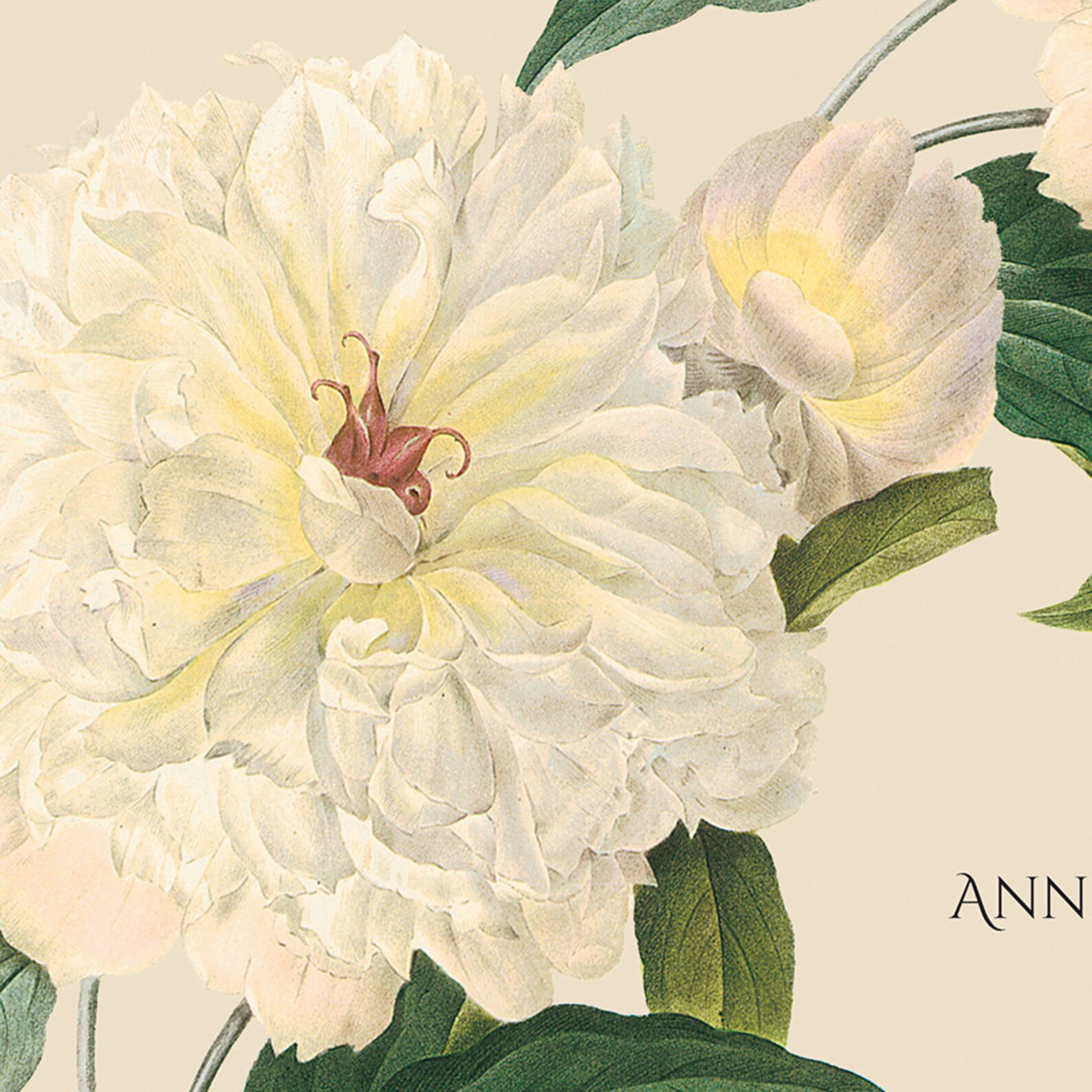 Personalized Stationery Set - WHITE PEONY - Pretty Natural Floral ...