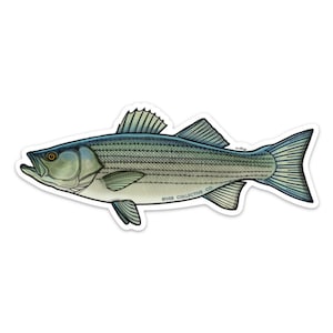 Striped Bass Sticker Decal - 20% flows back into local rivers!