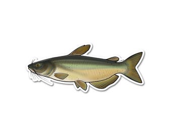 Channel Catfish Sticker Decal - 20% DONATED into local conservation nonprofits!