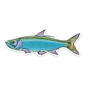Adesivo Tarpon: il 20% rifluisce nelle Everglades della Florida!