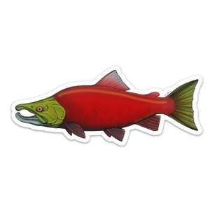 Sticker autocollant saumon rouge - 20 % retournent dans les rivières locales !