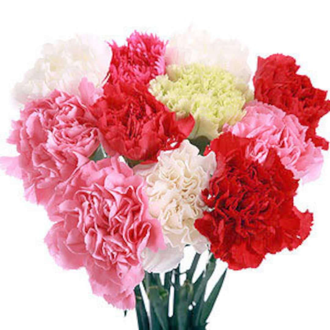 Hot Pink Carnation Flowers buy bulk flowers- JR Roses