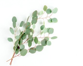 Silver Dollar Eucalyptus Fresh Greenery Bunches