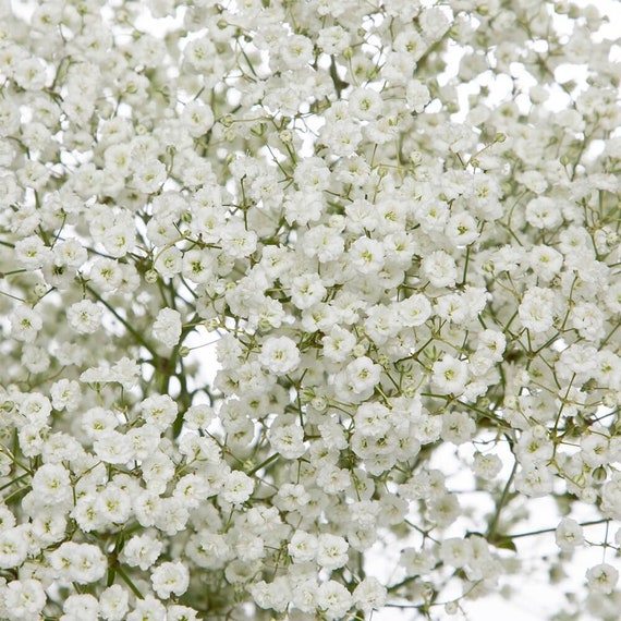 Baby's Breath Farm Fresh Flowers in Bulk Bunches -  Denmark