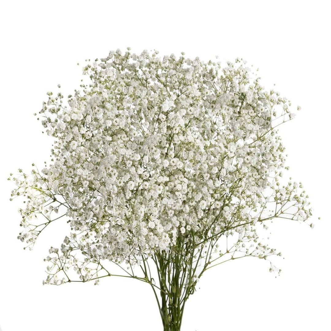 White 5 Foot Baby's Breath Garland, 8" Diameter - Potomac Floral  Wholesale