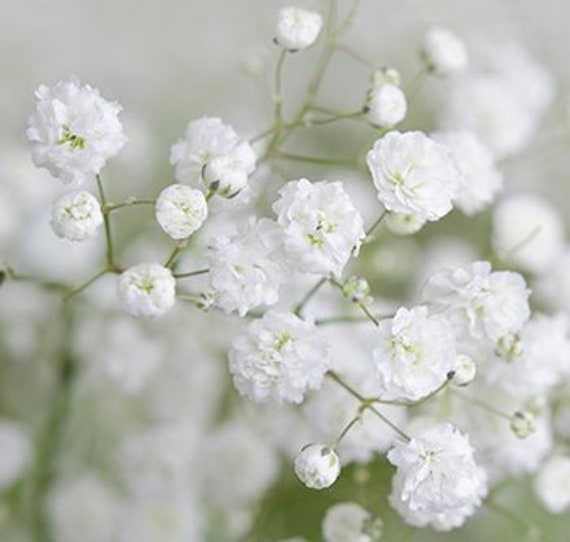 Baby's Breath (Addon) – Rose Farmers