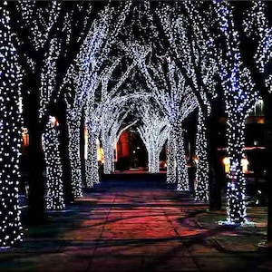 May include: A pathway lined with trees decorated with white string lights. The lights create a magical and festive atmosphere.