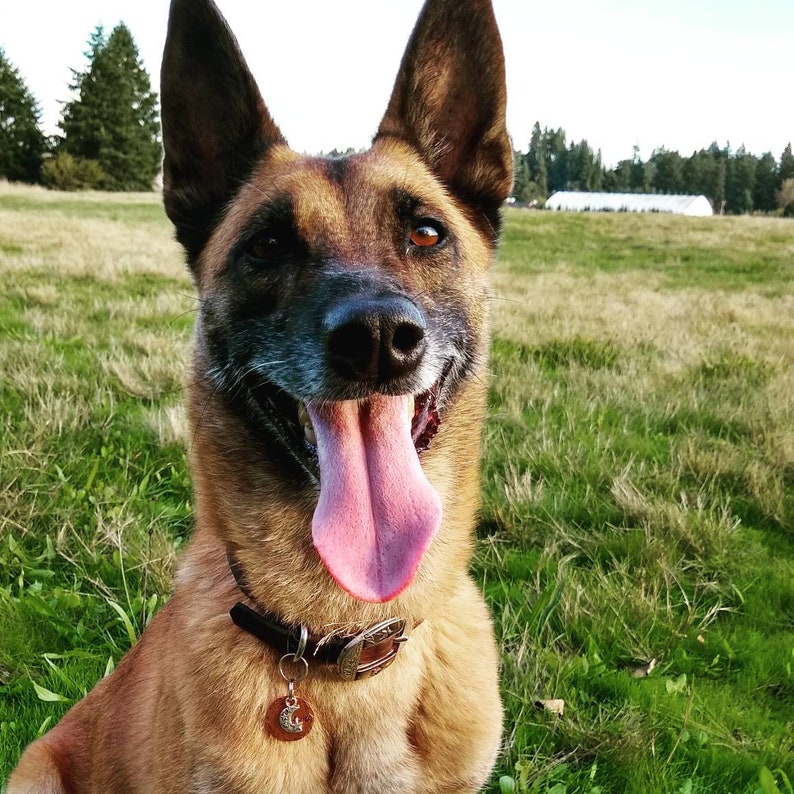 May include: A brown and tan German Shepherd dog with a black collar and a silver tag. The dog is smiling with its tongue sticking out. The dog is in a grassy field.