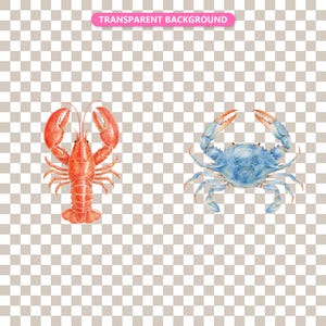 Transparent background — checker matte proof