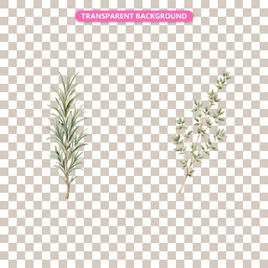 Transparent background — checker matte proof