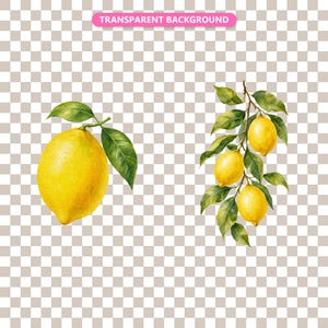 Transparent background — checker matte proof