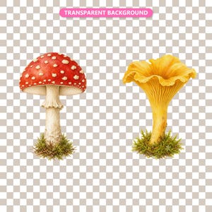 Transparent background — checker matte proof