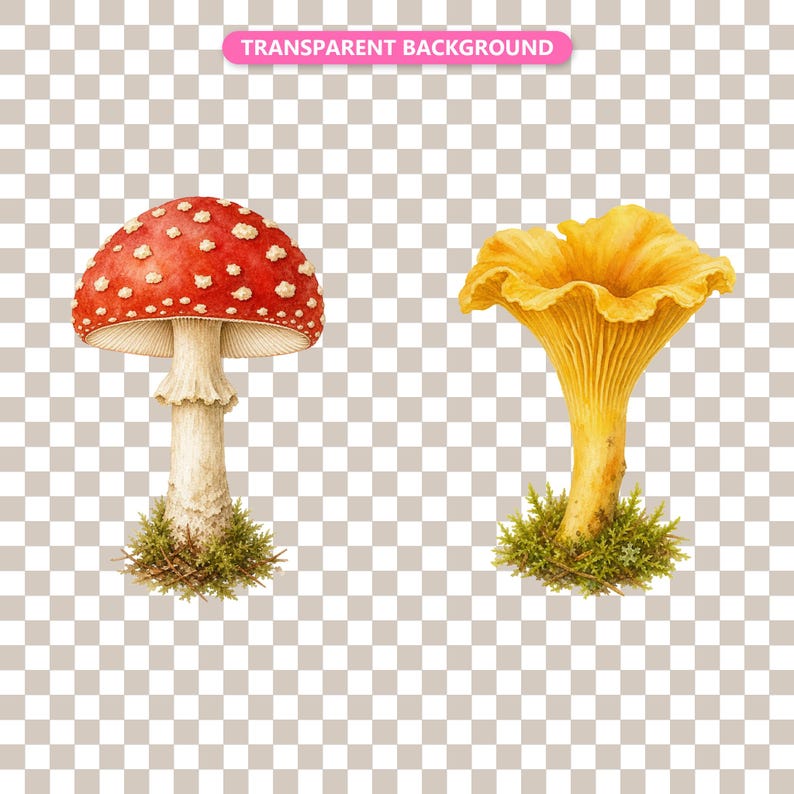 Transparent background — checker matte proof