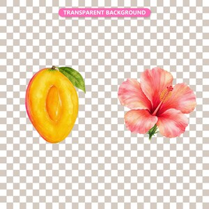 Transparent background — checker matte proof