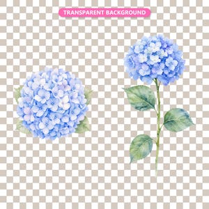 Transparent background — checker matte proof